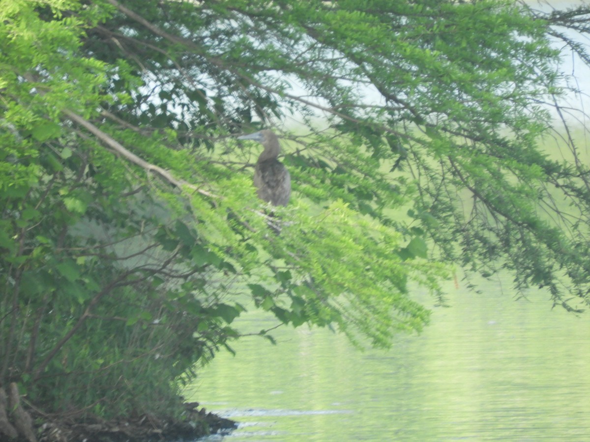 Brown Booby - ML99925821