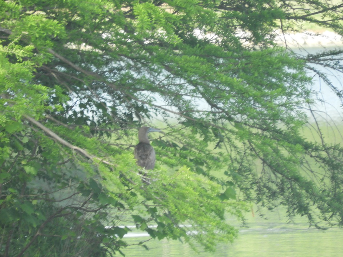 Brown Booby - ML99925831