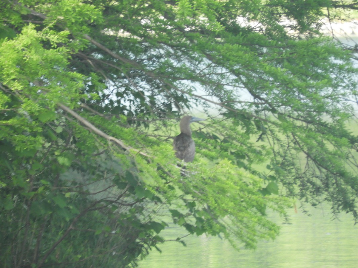 Brown Booby - ML99925841