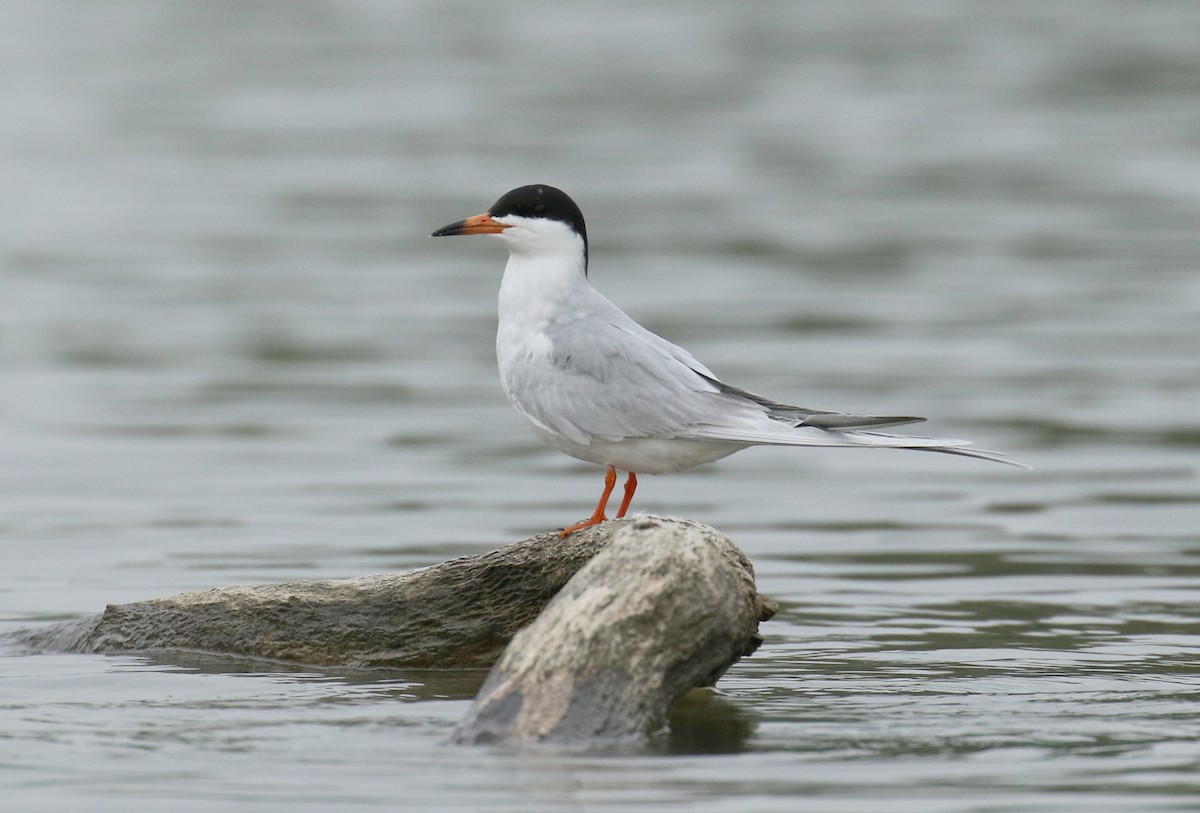 Forster's Tern - ML99926631