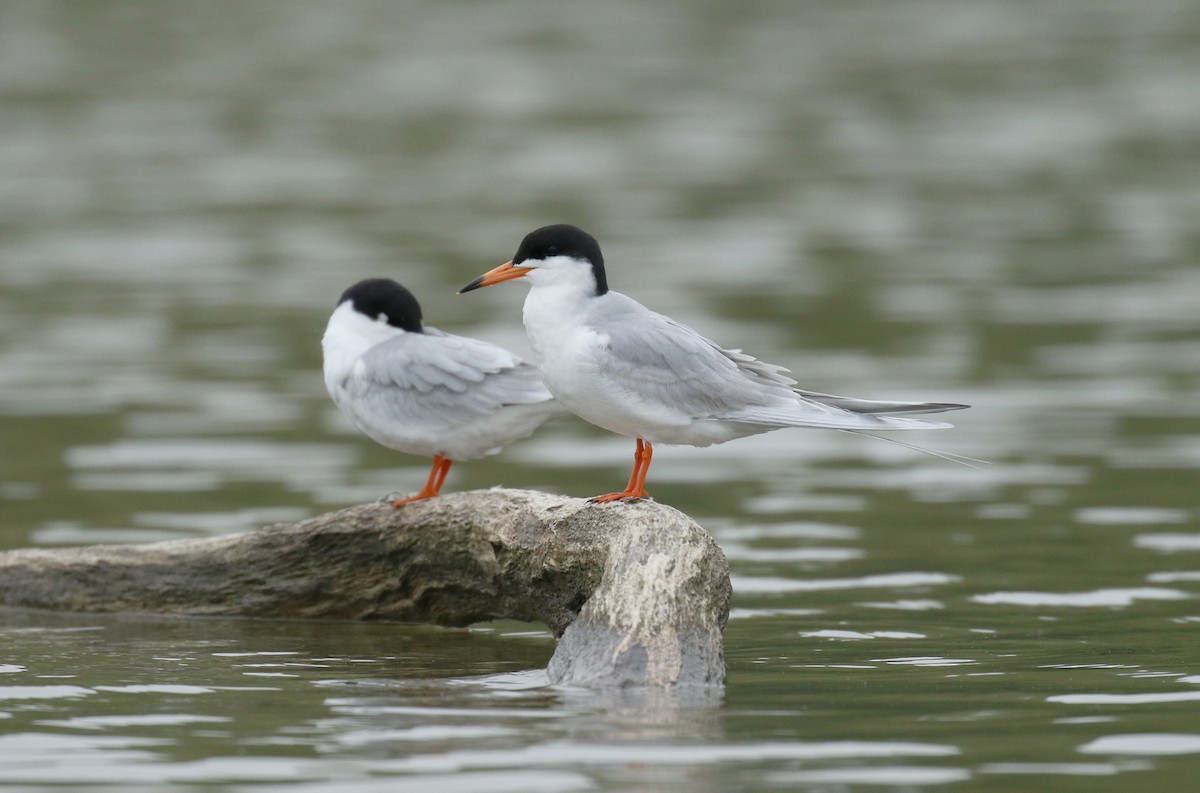 Forster's Tern - ML99926671