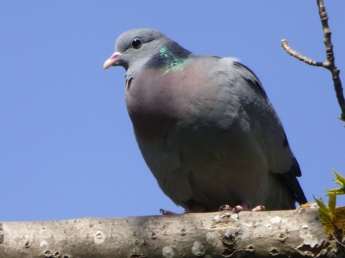 Stock Dove - ML99926891