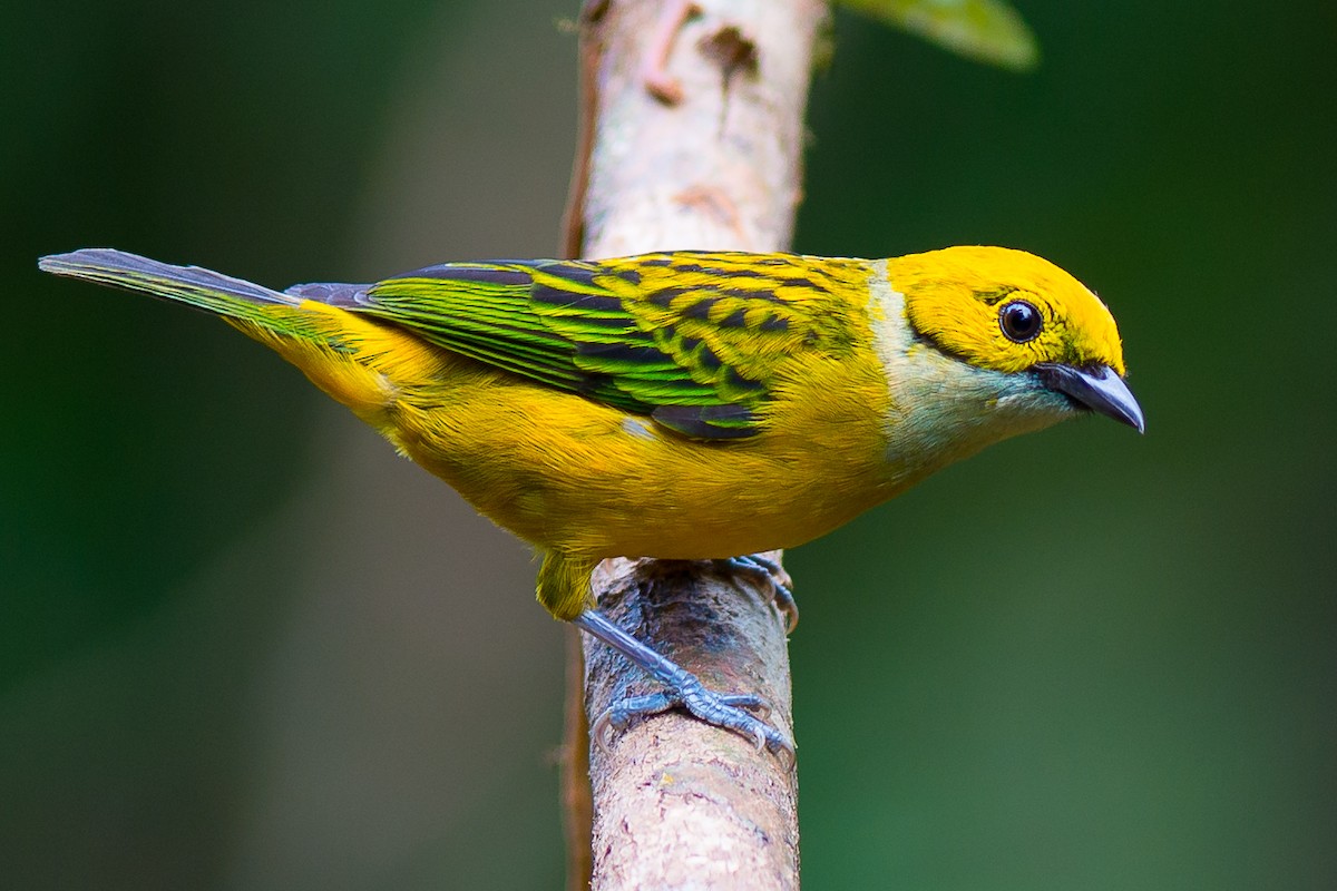 Silver-throated Tanager - ML99927231