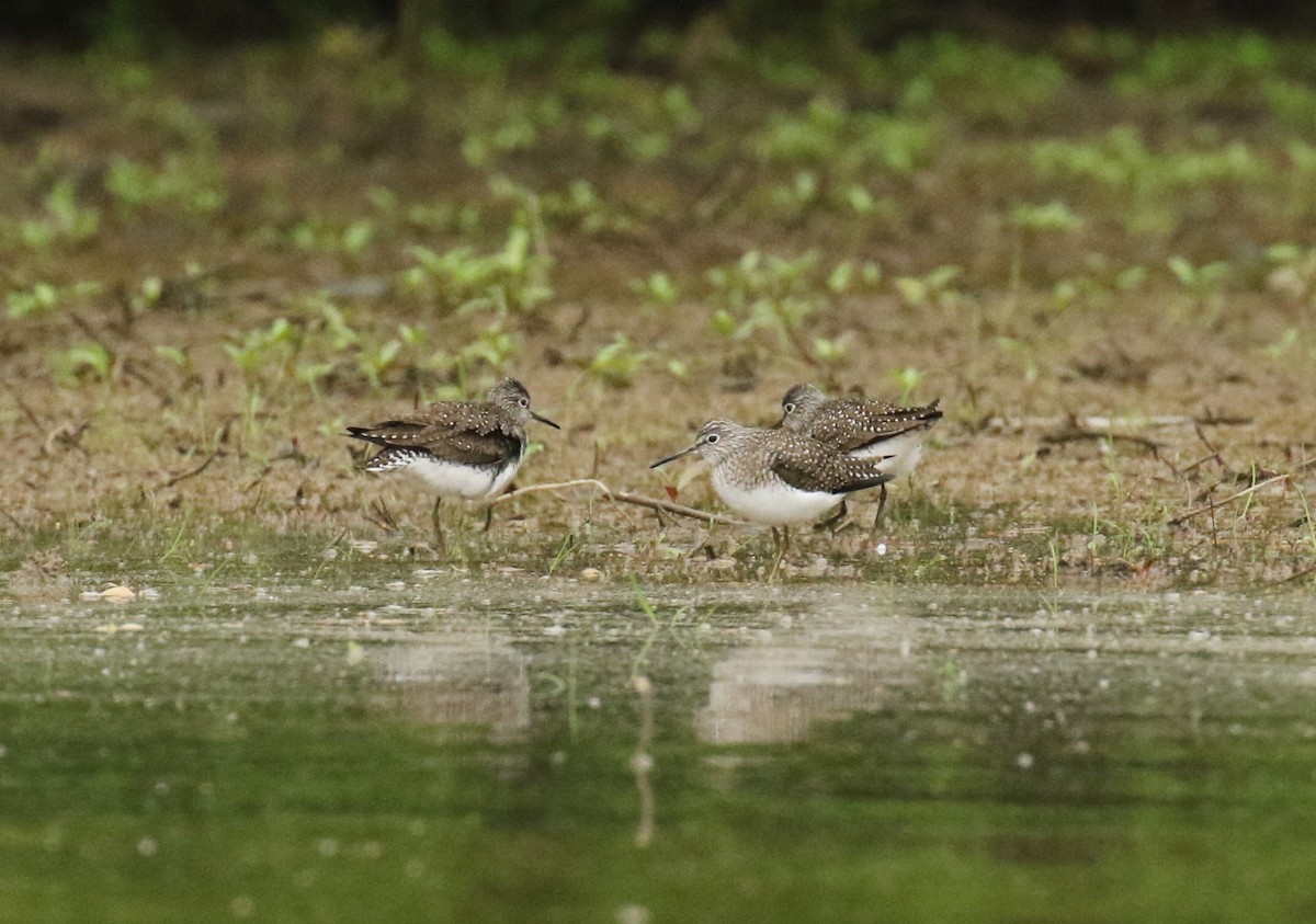 Solitary Sandpiper - ML99927631