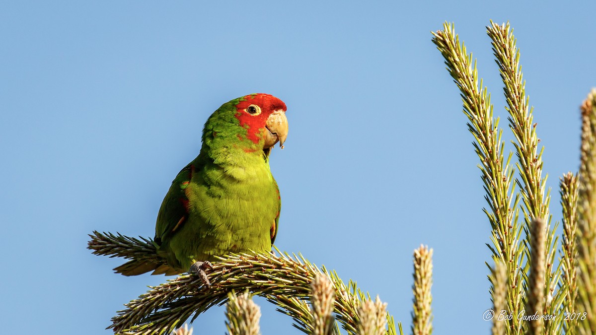 Red-masked Parakeet - ML99927751