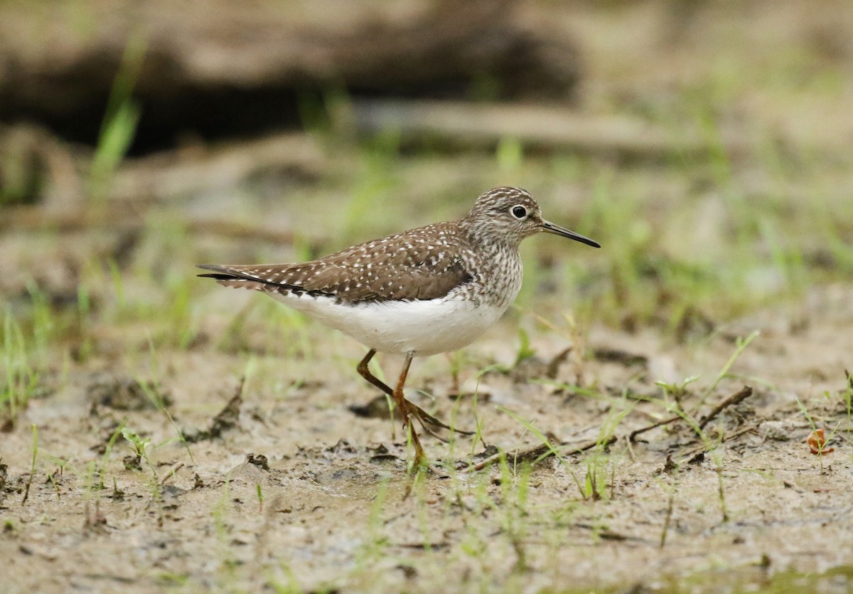 Solitary Sandpiper - ML99927901