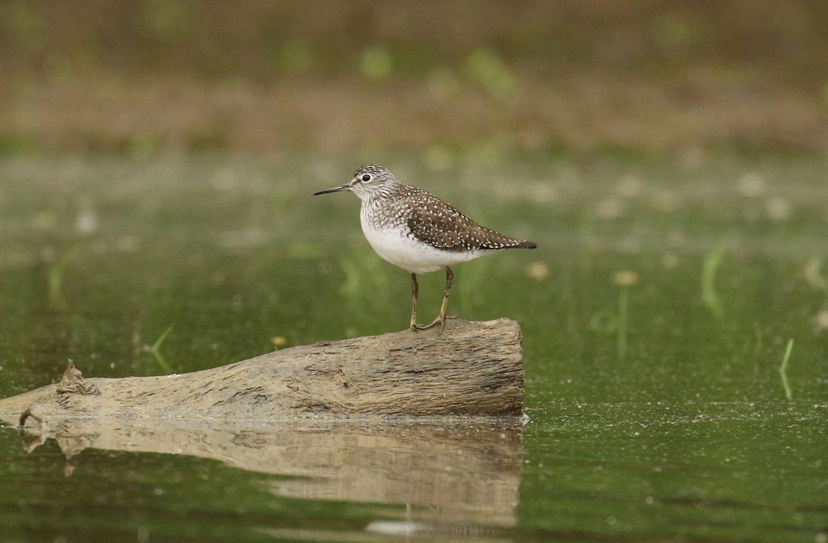 Solitary Sandpiper - ML99928141