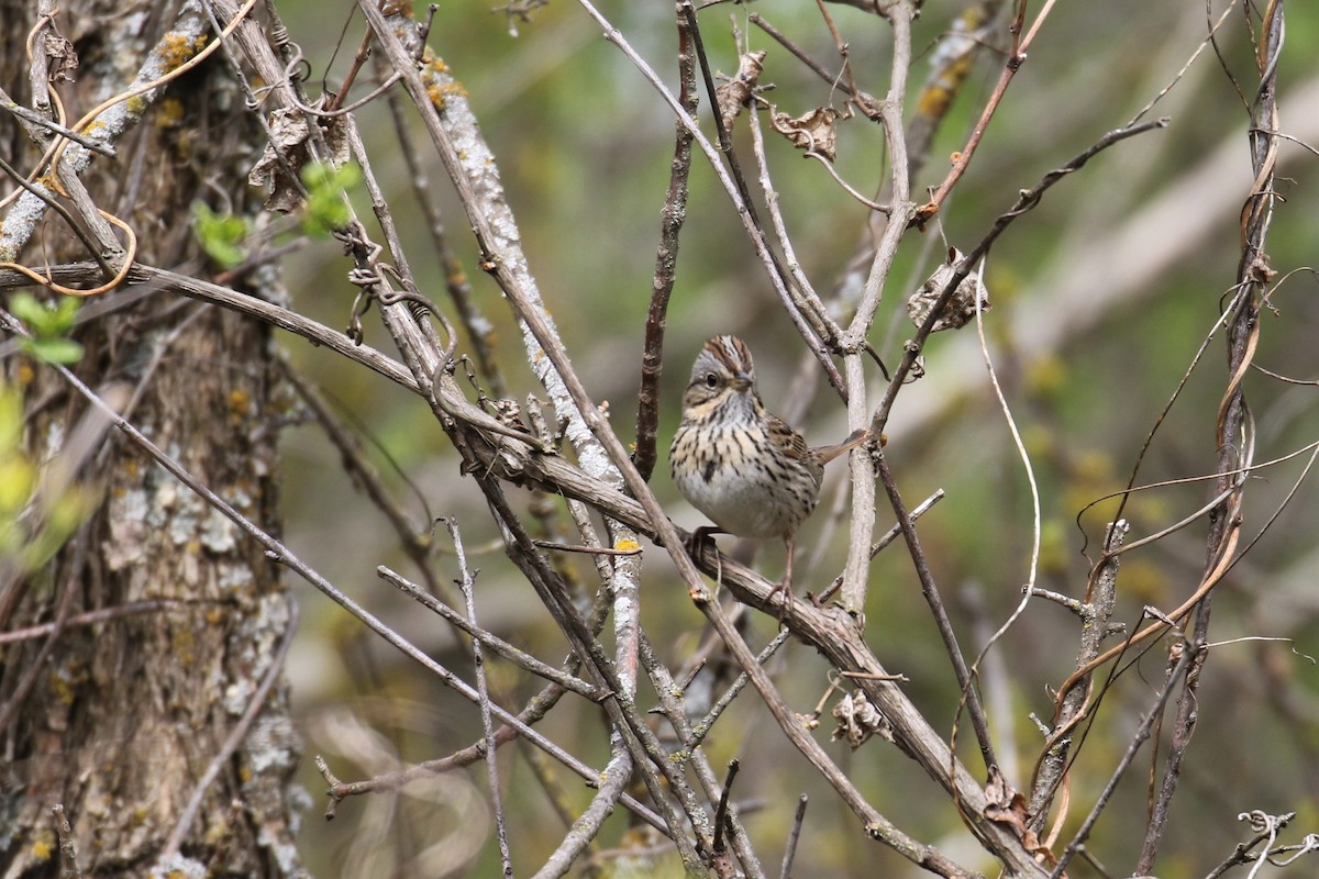 Lincoln's Sparrow - ML99937191