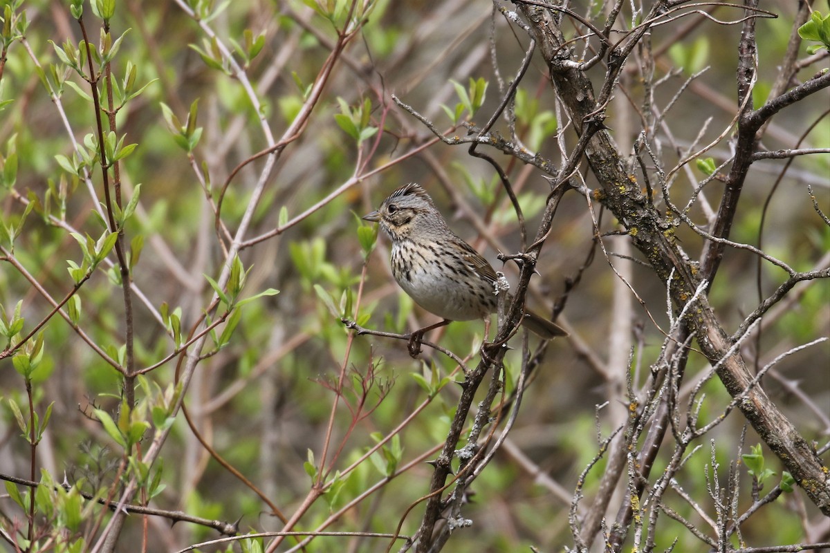 Lincoln's Sparrow - ML99937201