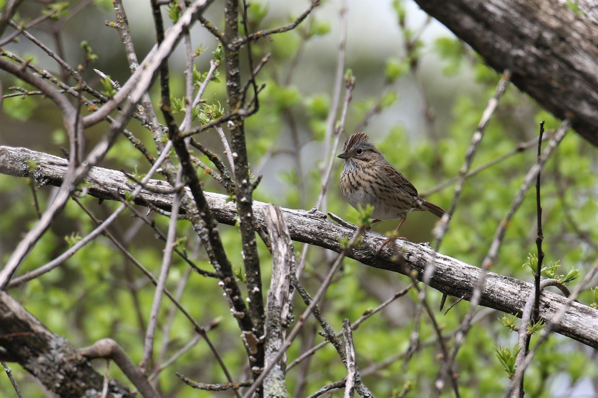 Lincoln's Sparrow - ML99937211