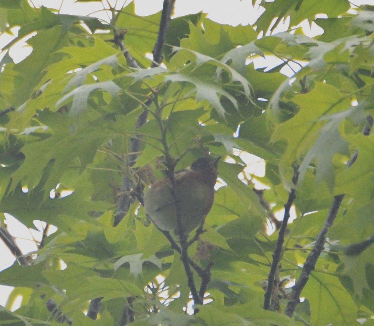 Bay-breasted Warbler - ML99937661