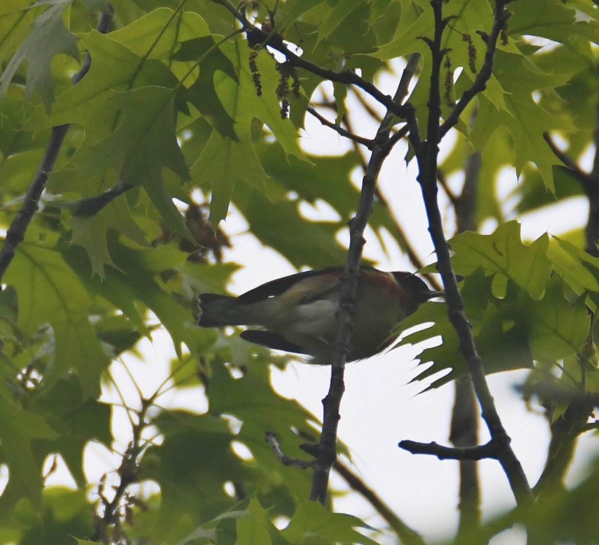 Bay-breasted Warbler - ML99937721