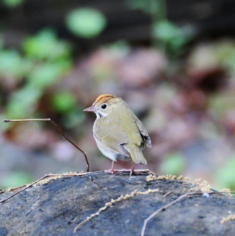 Ovenbird - ML99938291