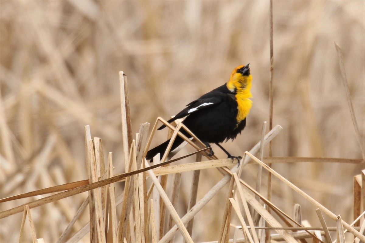 Yellow-headed Blackbird - ML99938761