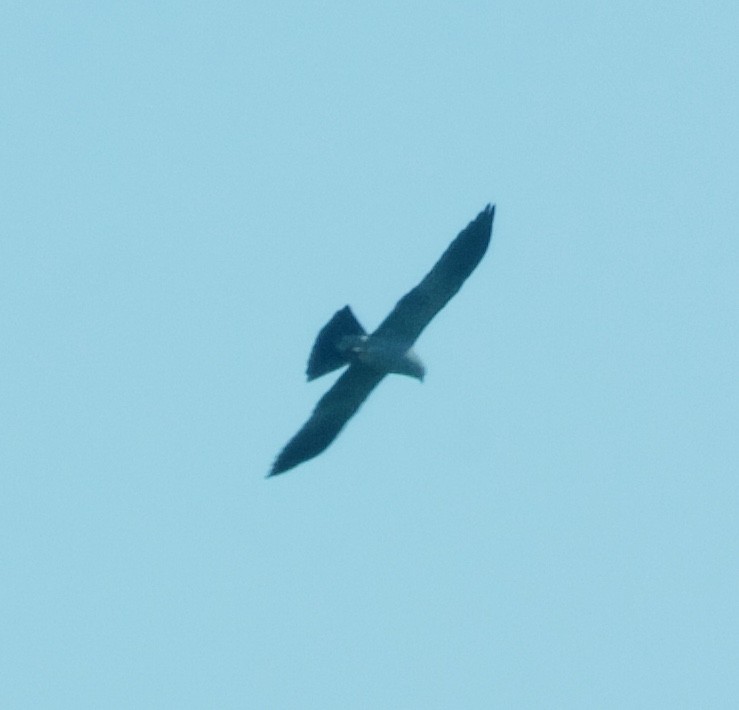 Mississippi Kite - ML99939341