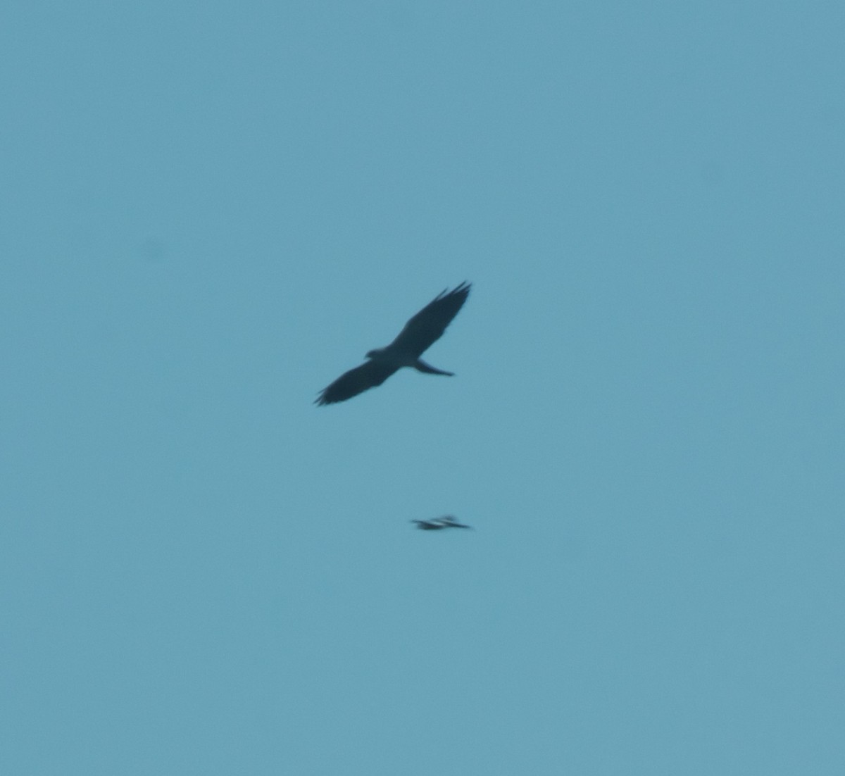 Mississippi Kite - ML99939381