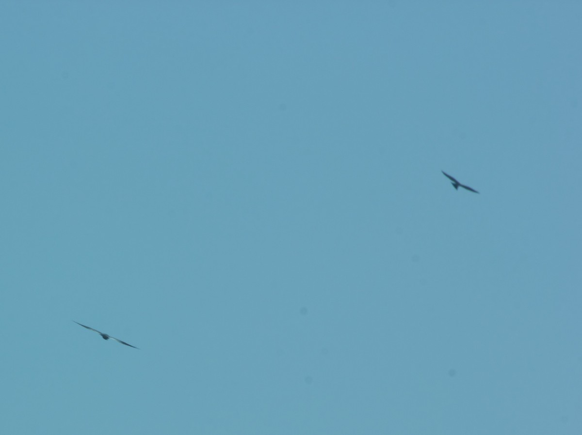 Mississippi Kite - ML99939401