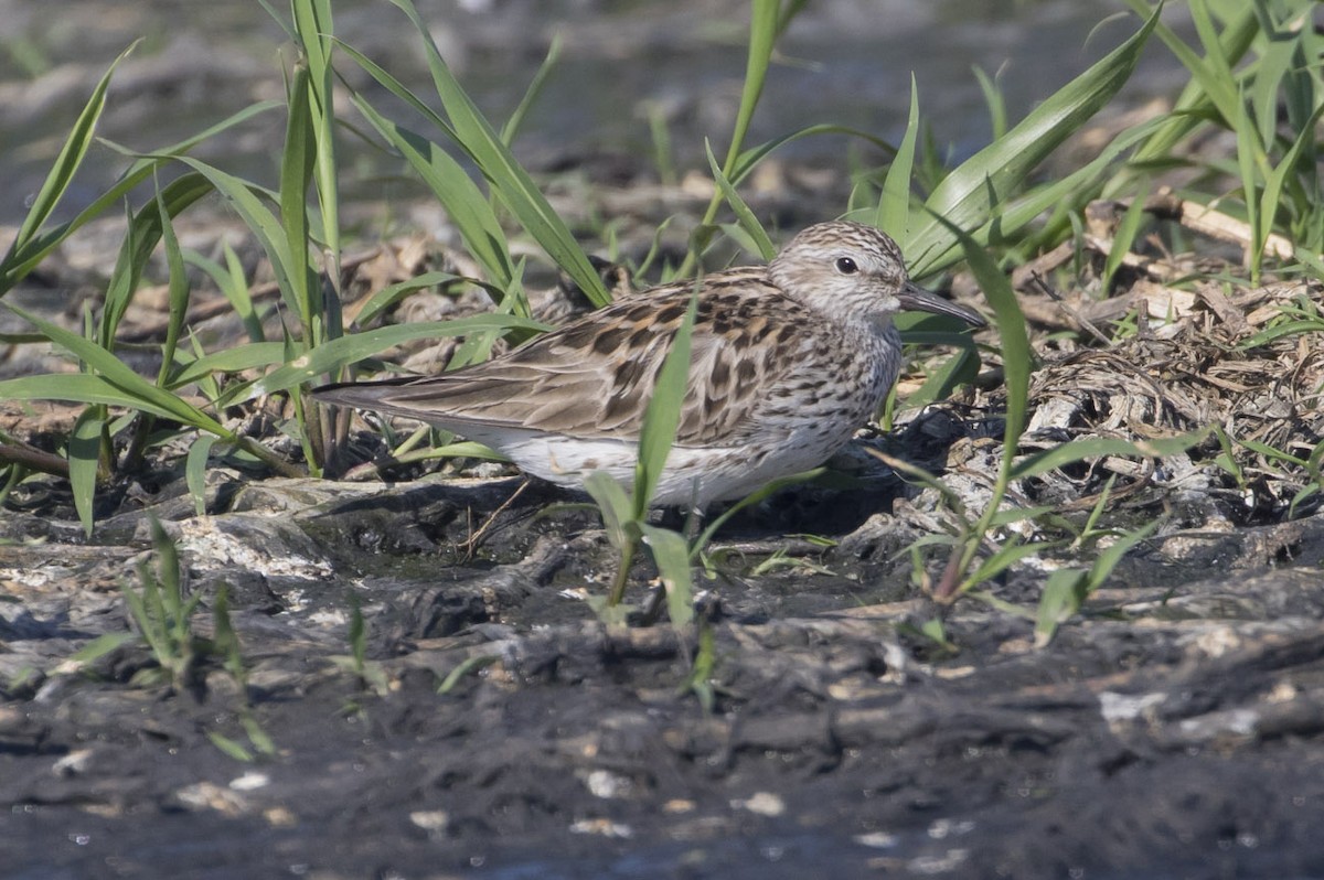 White-rumped Sandpiper - Michael Todd