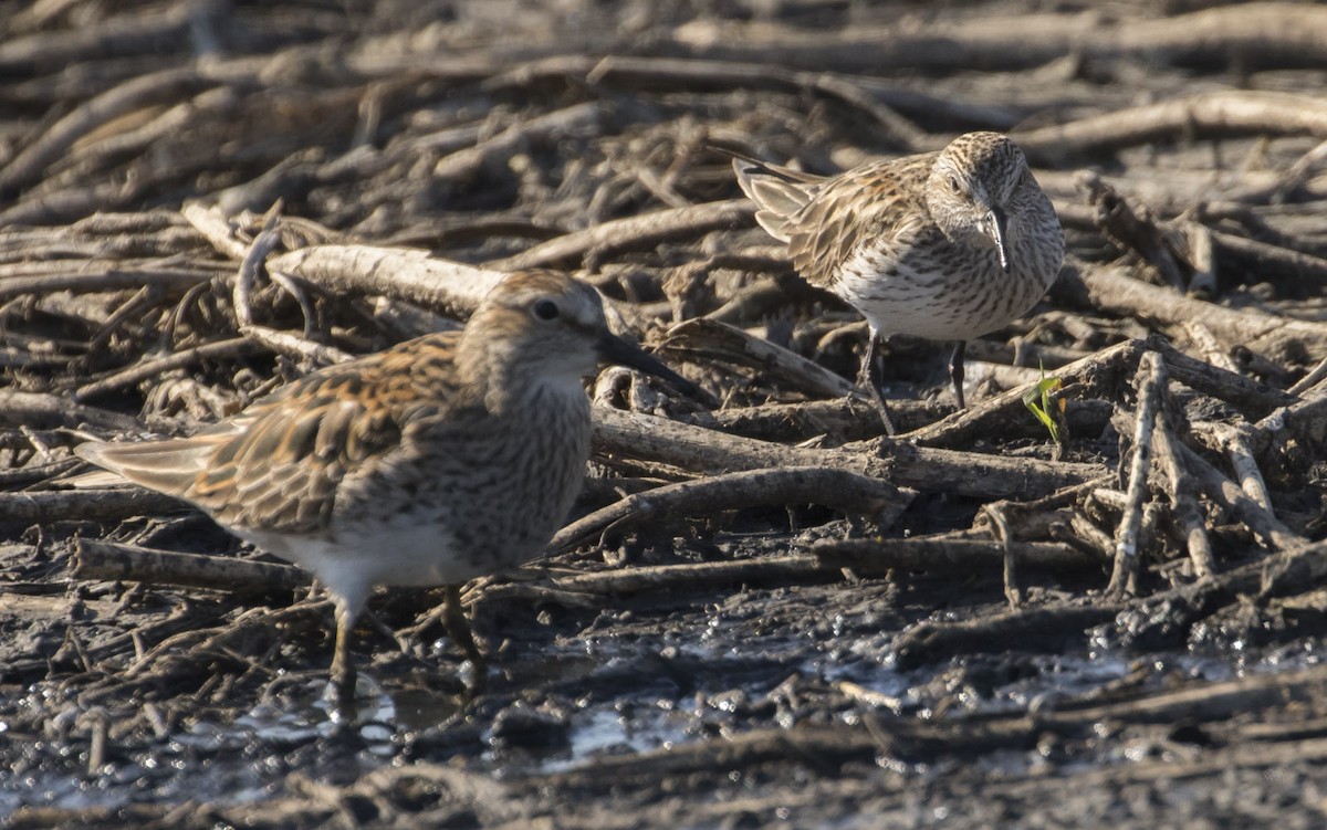 White-rumped Sandpiper - Michael Todd