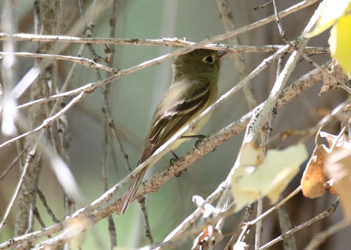 Western Flycatcher (Pacific-slope) - ML99942071