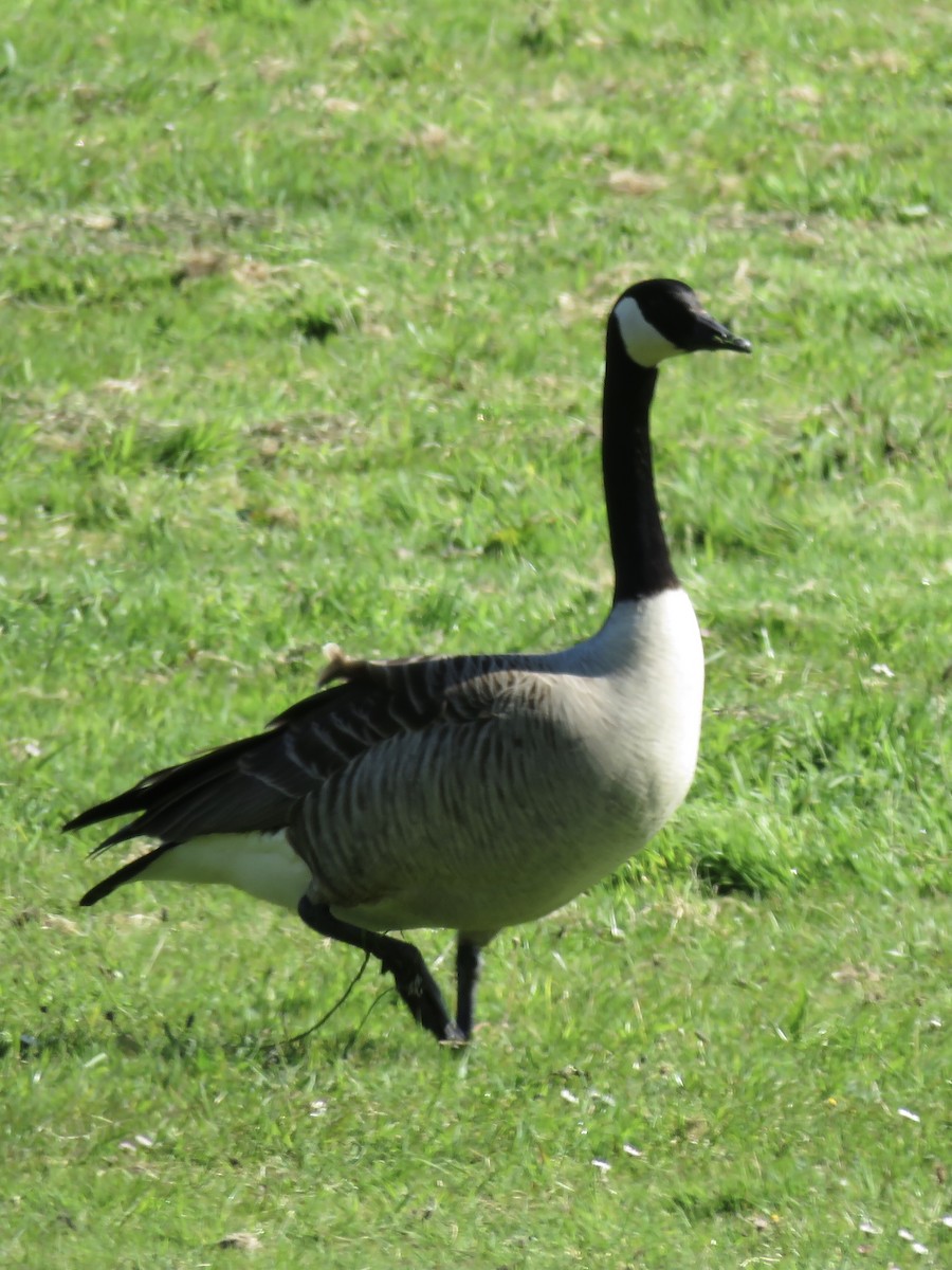 Canada Goose - ML99943221