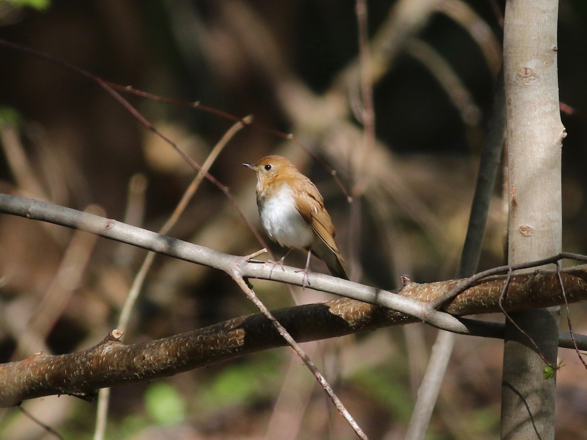 Veery - ML99943471