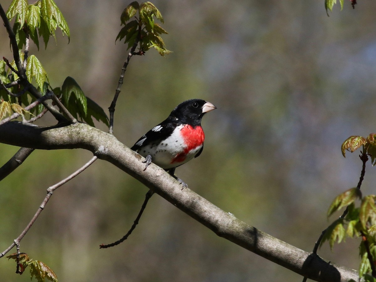 Rose-breasted Grosbeak - ML99943521