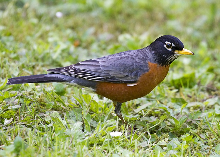 American Robin - ML99944561