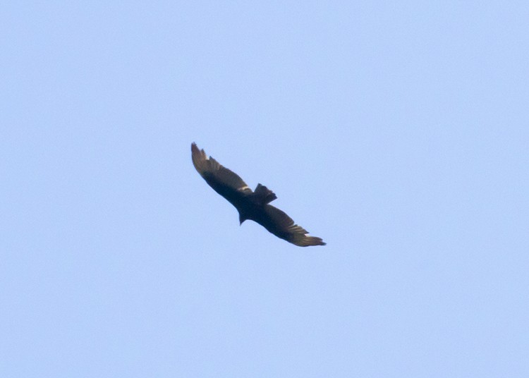 Turkey Vulture - ML99944701