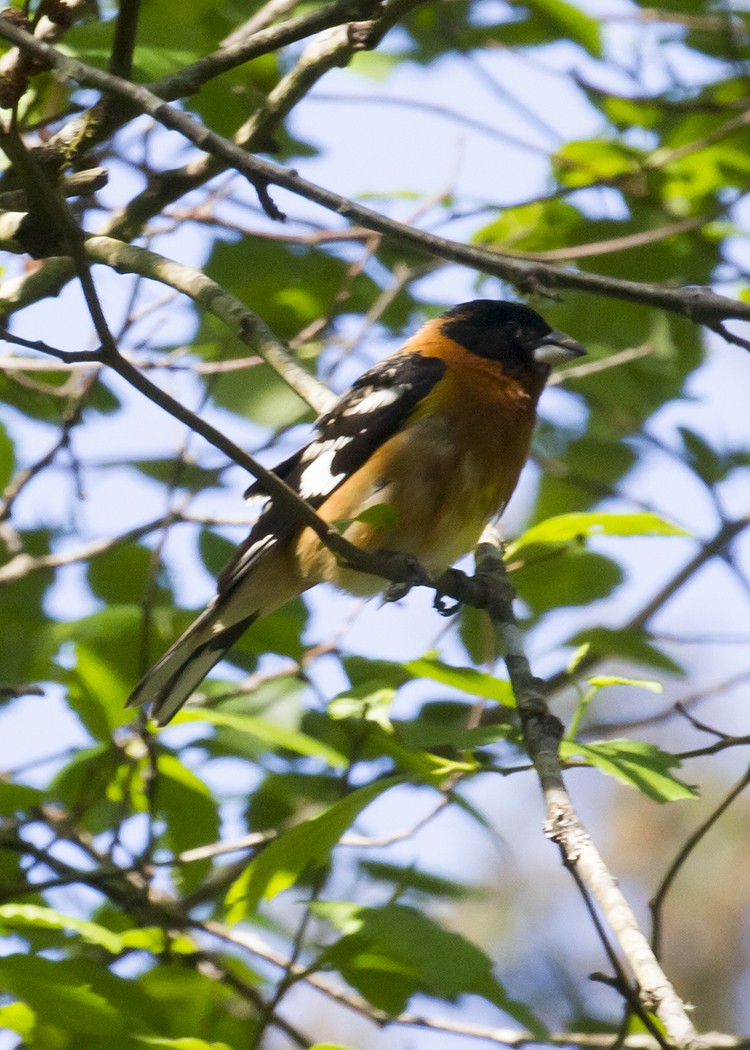 Black-headed Grosbeak - ML99944801