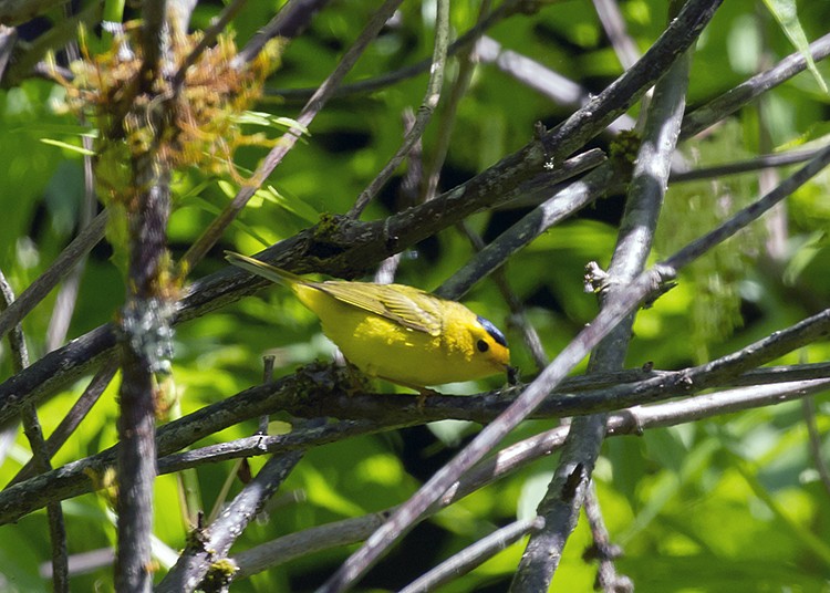 Wilson's Warbler - ML99944991