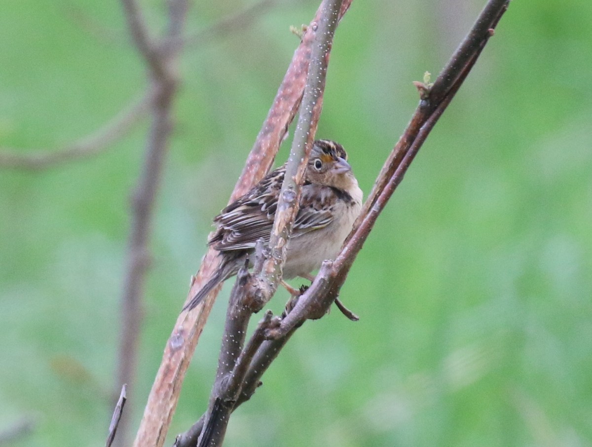 Grasshopper Sparrow - David Carr