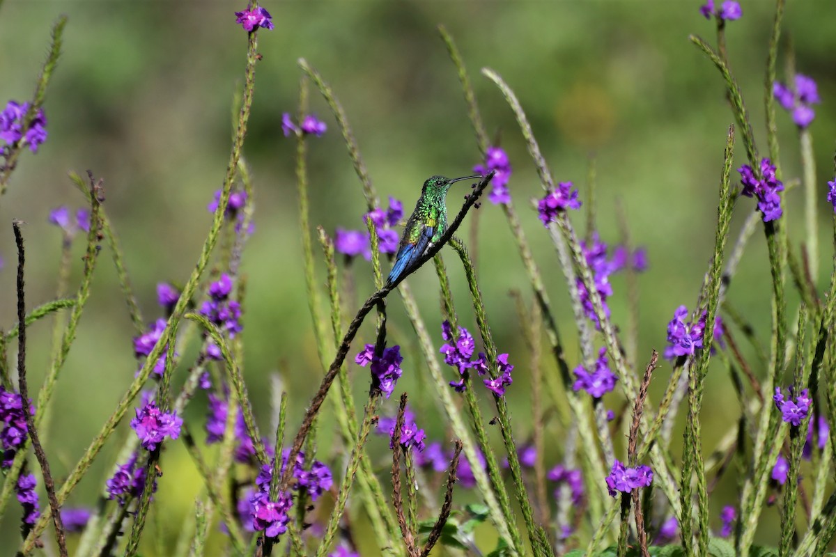 Blue-vented Hummingbird - ML99950431