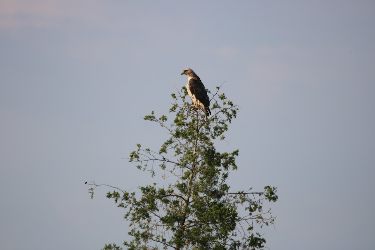 Red-tailed Hawk - ML99950491