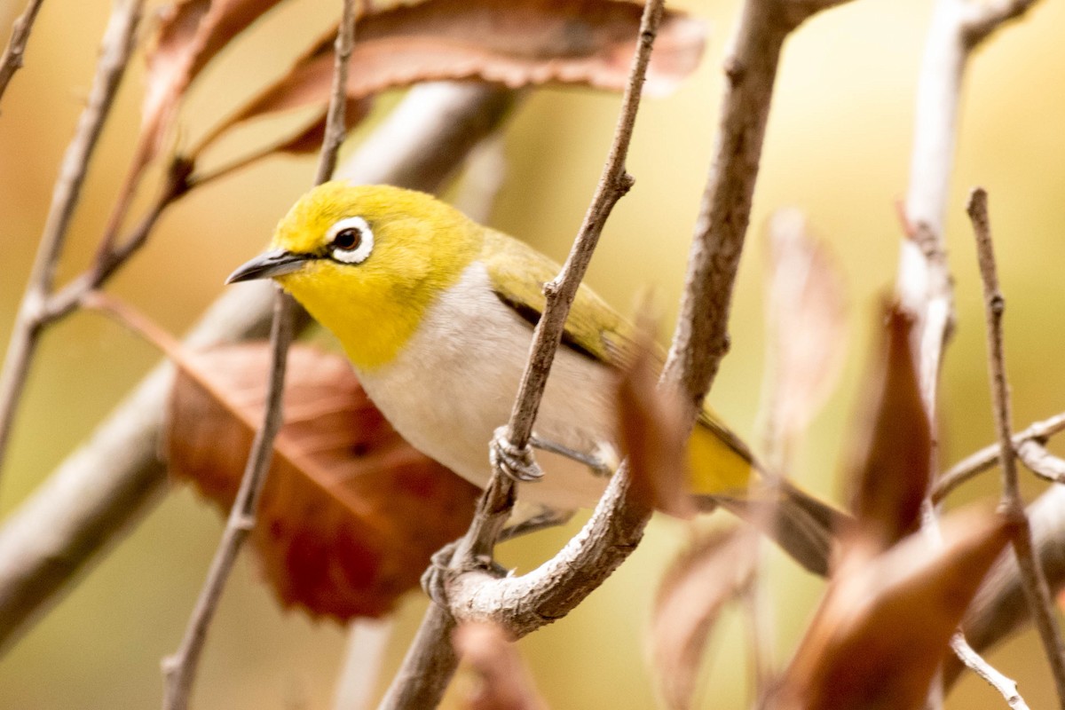 Swinhoe's White-eye - James McNamara