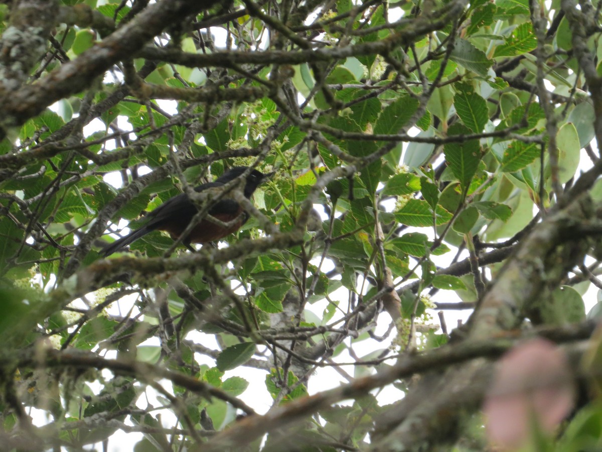 Chestnut-bellied Flowerpiercer - ML99950901