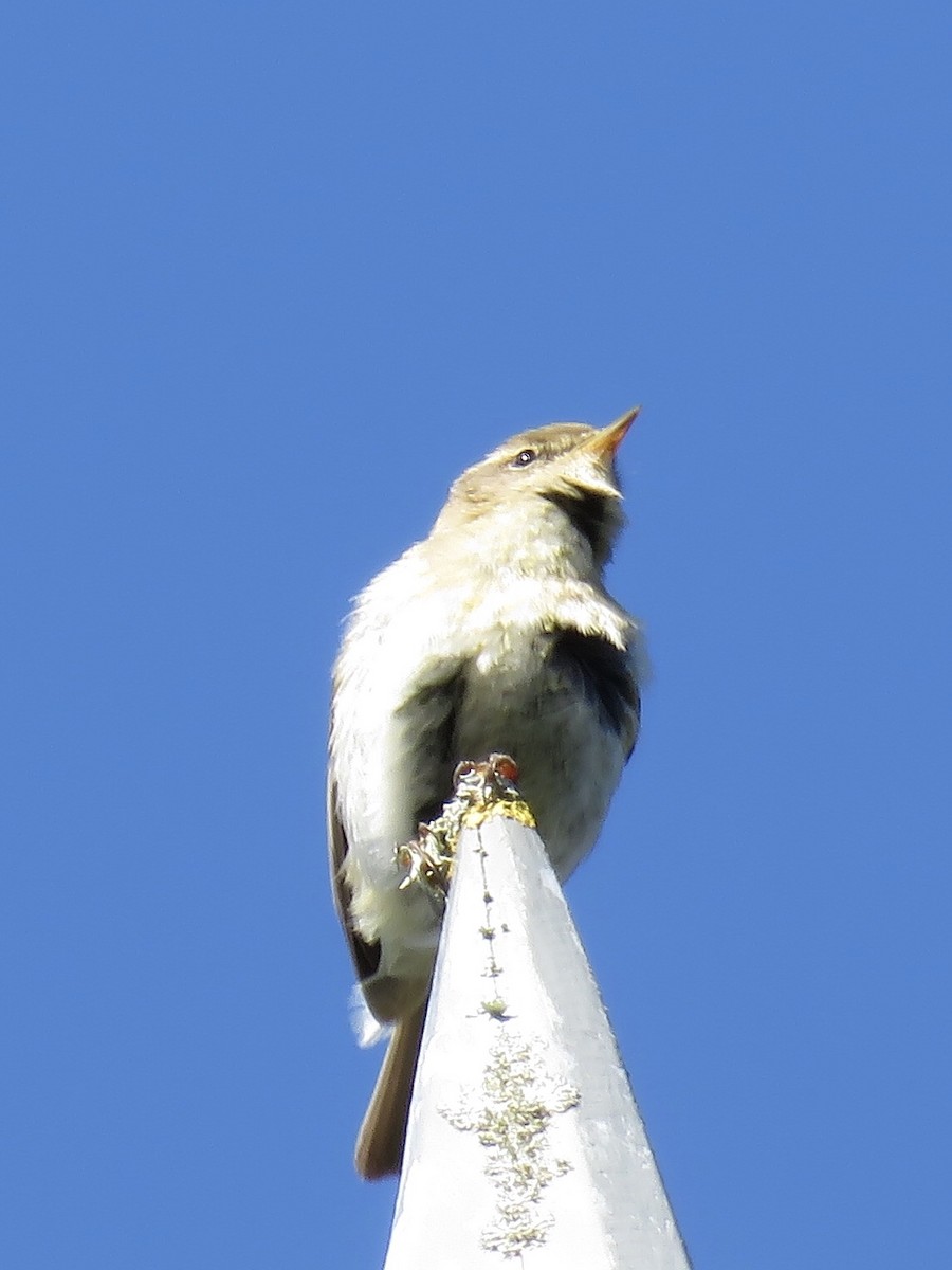 Common Chiffchaff (Common) - ML99951161