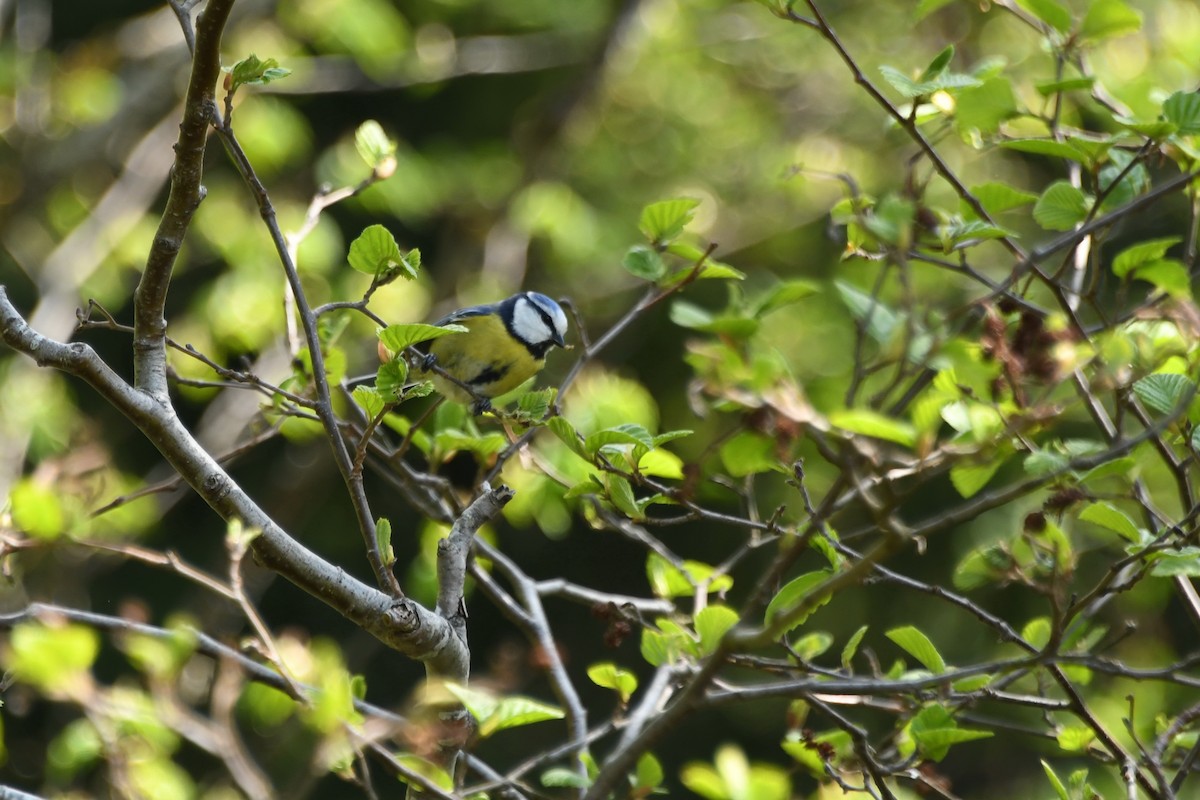 Eurasian Blue Tit - ML99953151