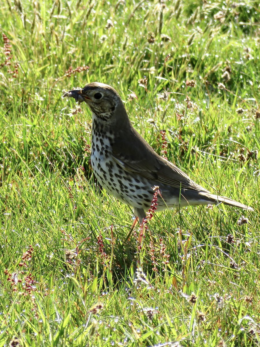 Song Thrush - ML99953691