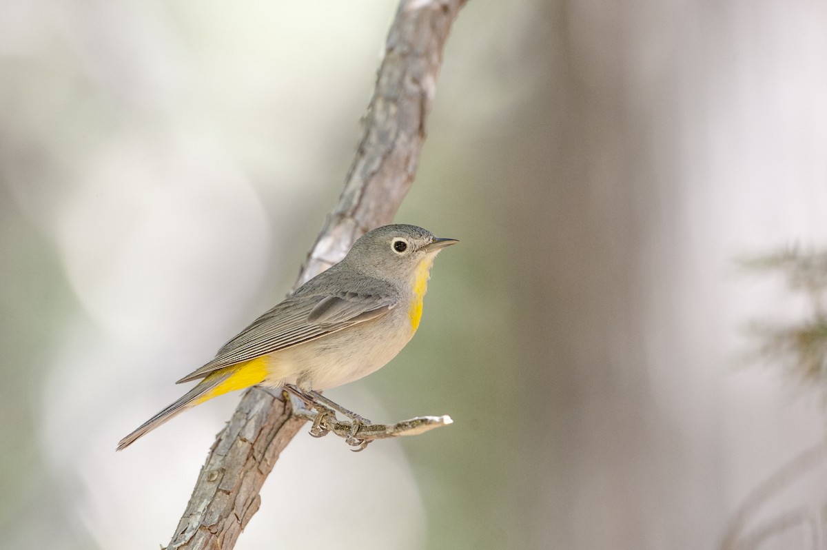 Virginia's Warbler - ML99954141