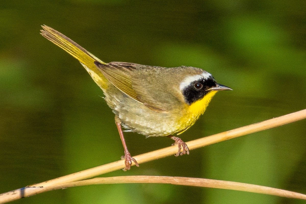 Common Yellowthroat - John Reynolds