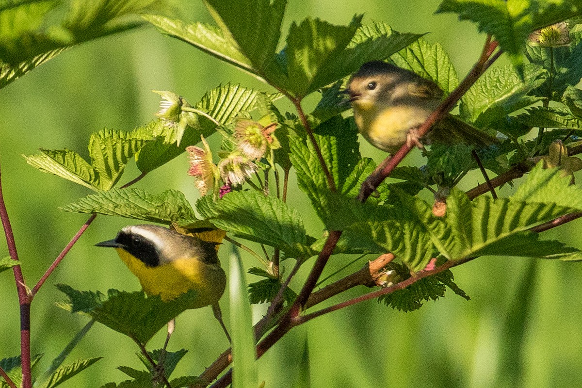 Weidengelbkehlchen - ML99954391