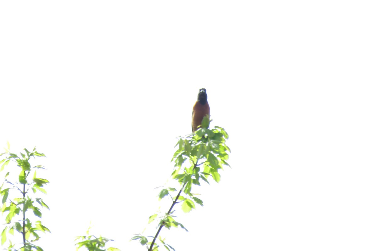 Orchard Oriole (Orchard) - ML99956691