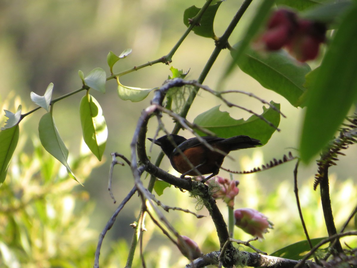 Chestnut-bellied Flowerpiercer - ML99957791