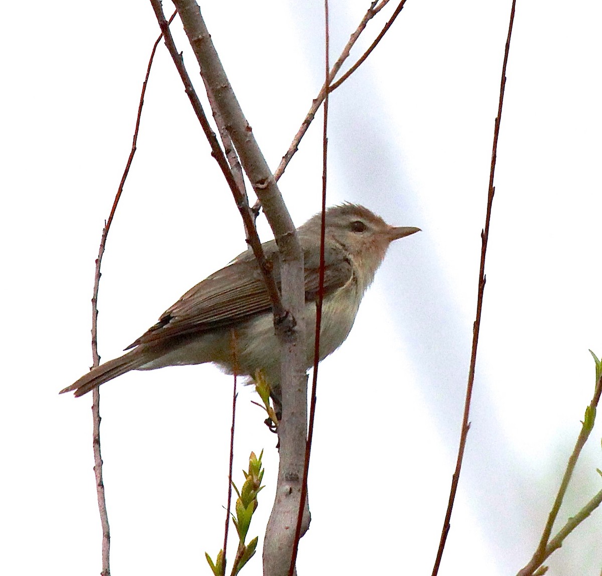 Warbling Vireo - ML99958831