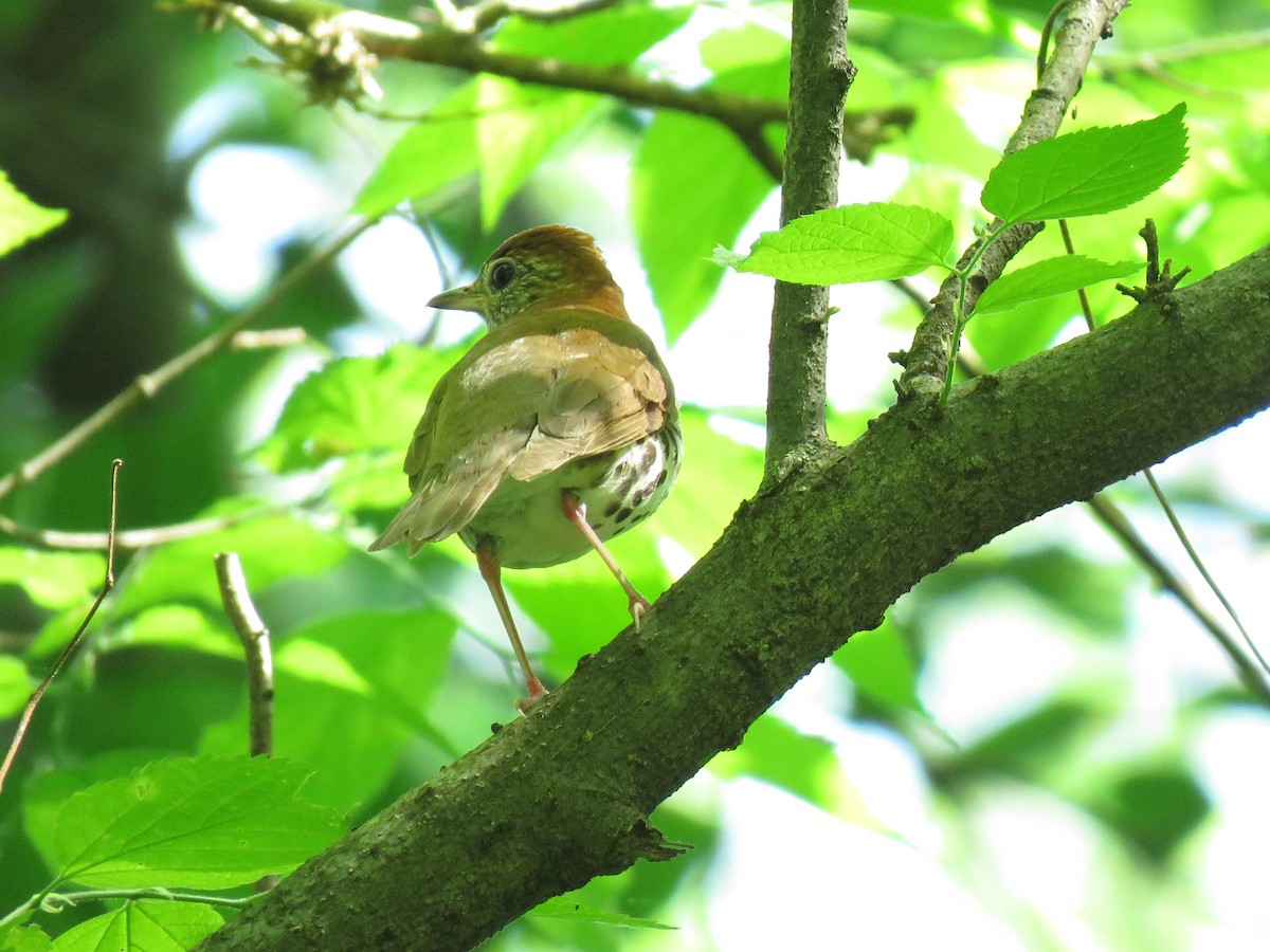 Wood Thrush - ML99959121