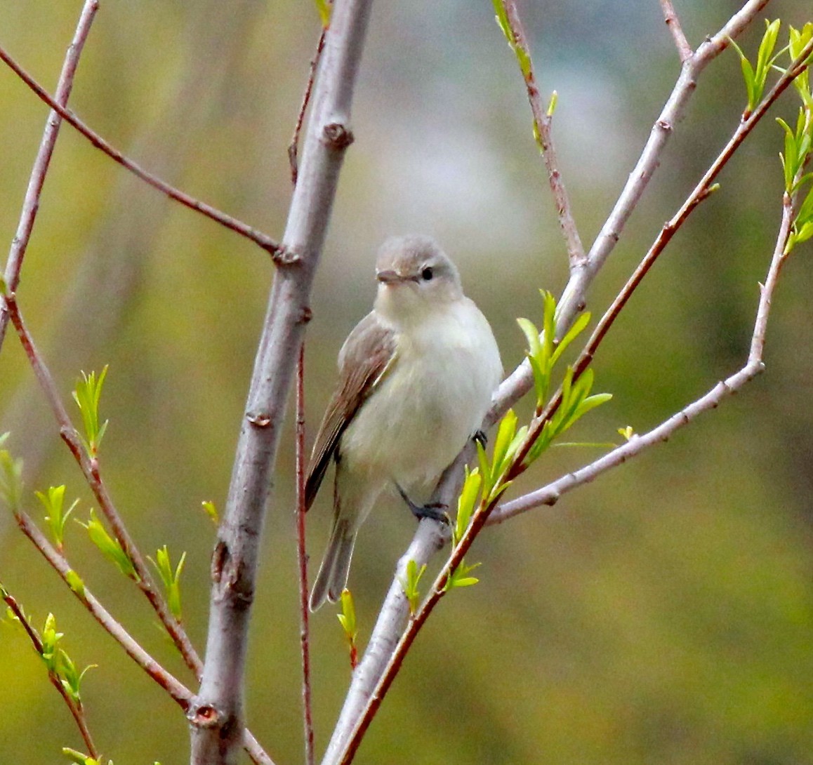 Warbling Vireo - ML99959351