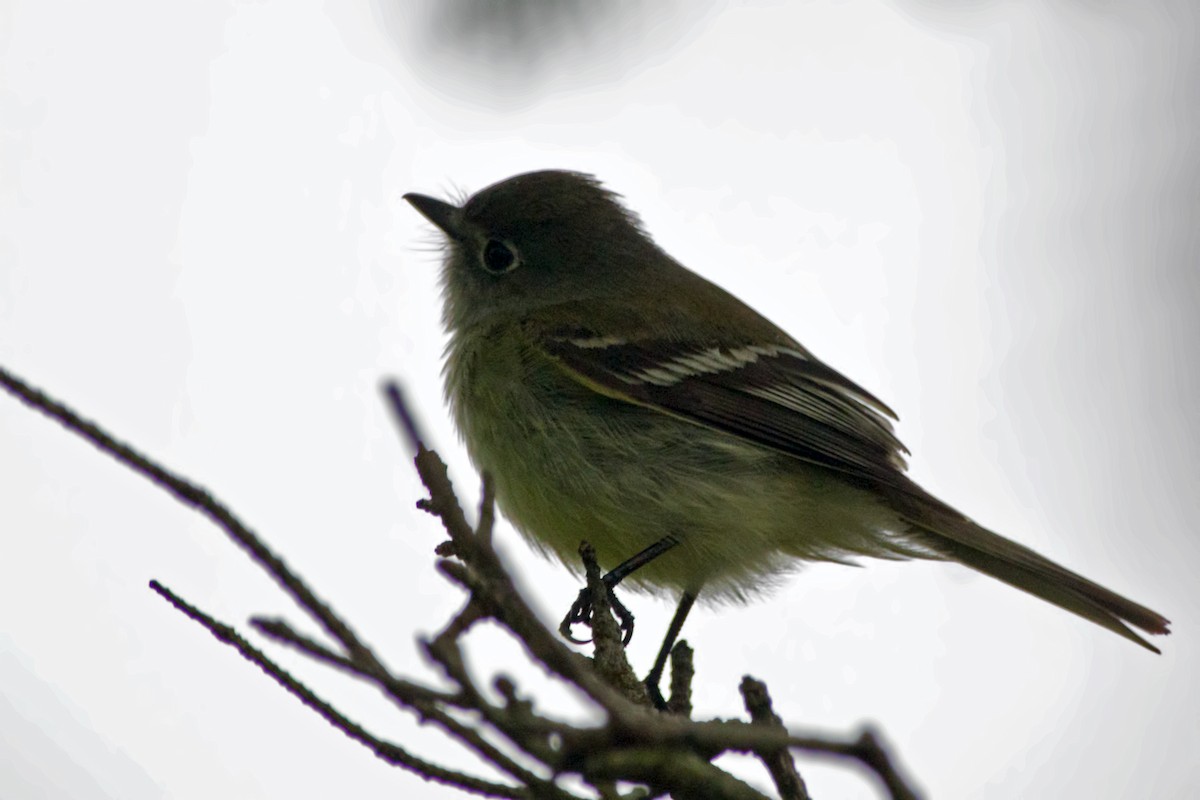 Least Flycatcher - Rob Dickerson