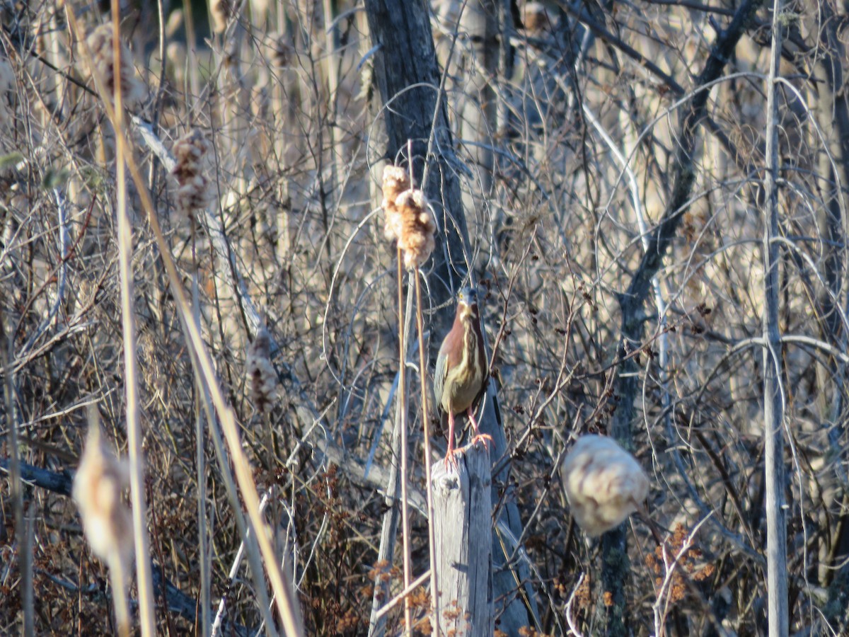 Green Heron - ML99960391