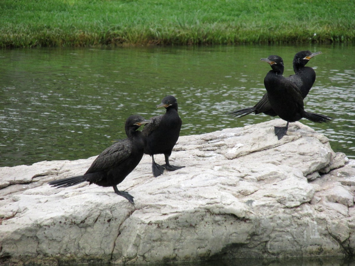 Neotropic Cormorant - ML99960401